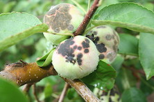 Disease and predators