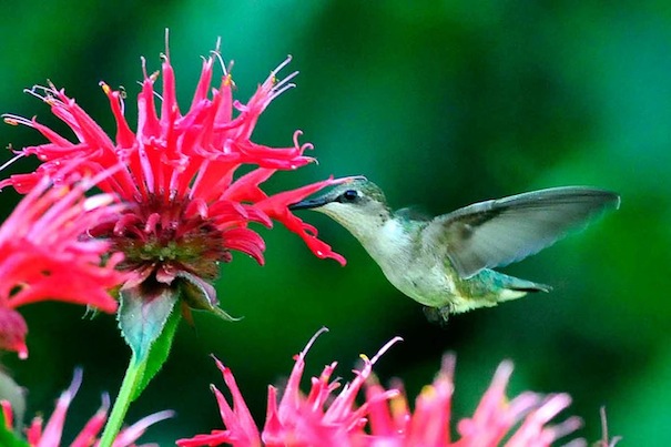 Humming Bird