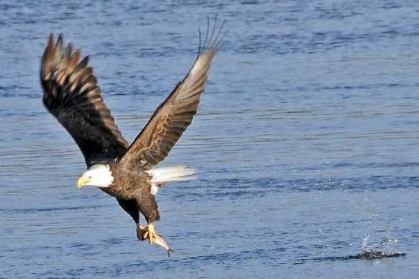 Eagle MississippiRiver